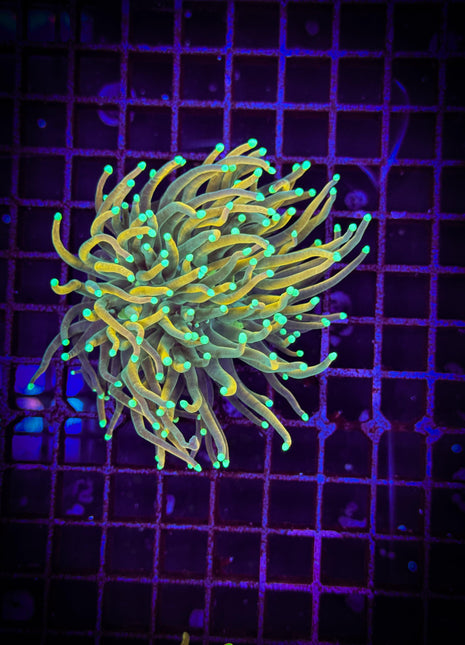 Euphyllia Gold Inferno Torch 1 Polyp