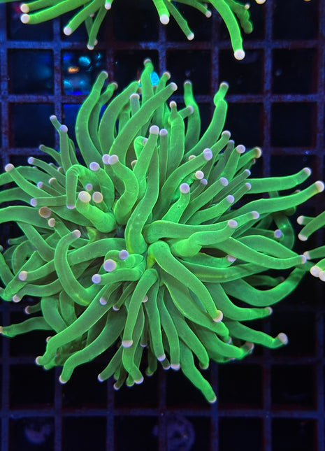 Euphyllia Cotton Candy Torch Double Polyp