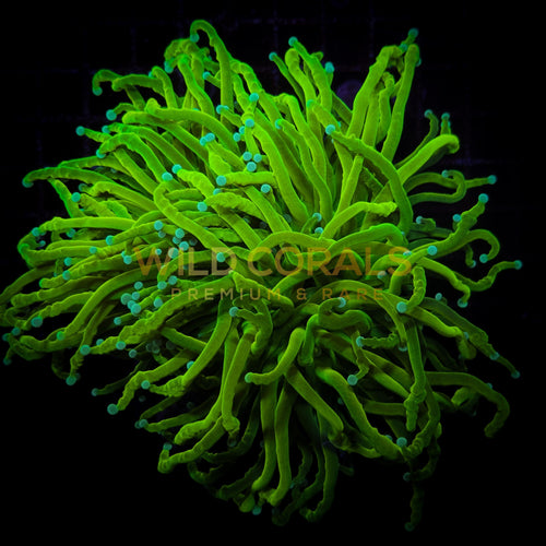WC Signature Torch Ultra Bright Holy Grail Triple Polyp - WildCorals