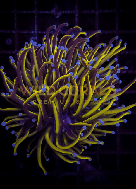 Euphyllia 24K Indo Torch Double Polyp