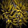 Euphyllia 24K Malaysian HG Torch Double Polyp - WildCorals
