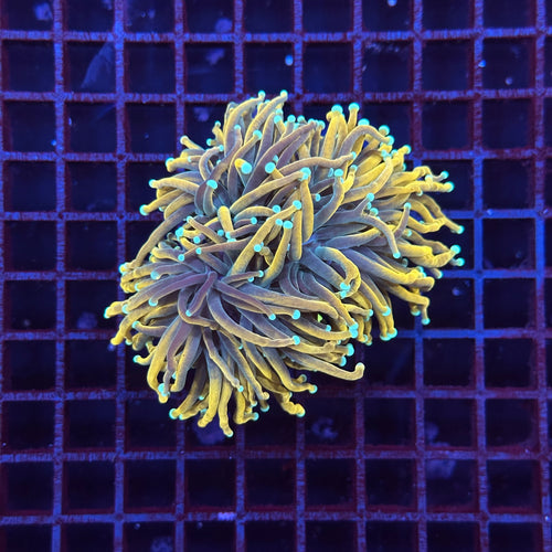 Euphyllia Gold Ticket Torch 3 Polyp