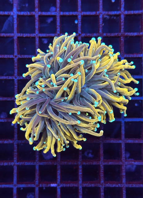 Euphyllia Gold Ticket Torch 3 Polyp