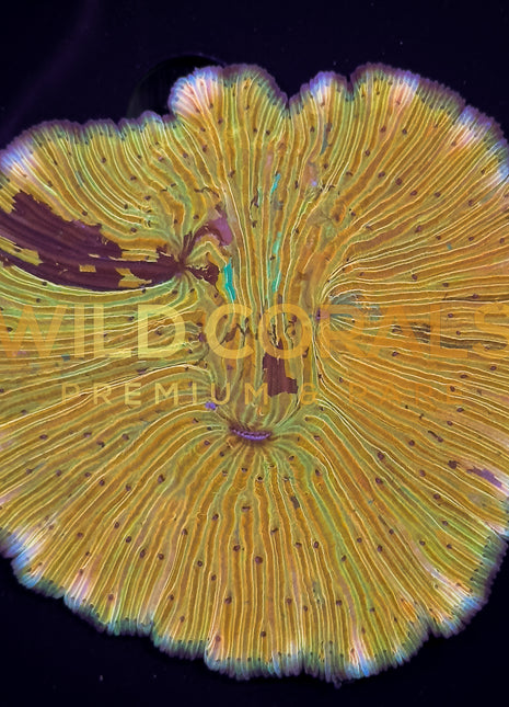 Ultra Orange Fungia Coral - FG002
