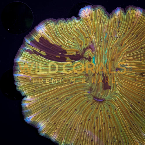 Ultra Orange Fungia Coral - FG002
