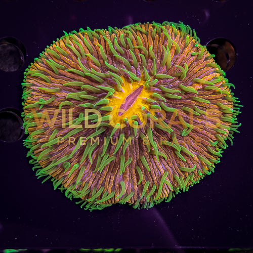 Ultra Purple Green Tips Fungia Coral - FG003