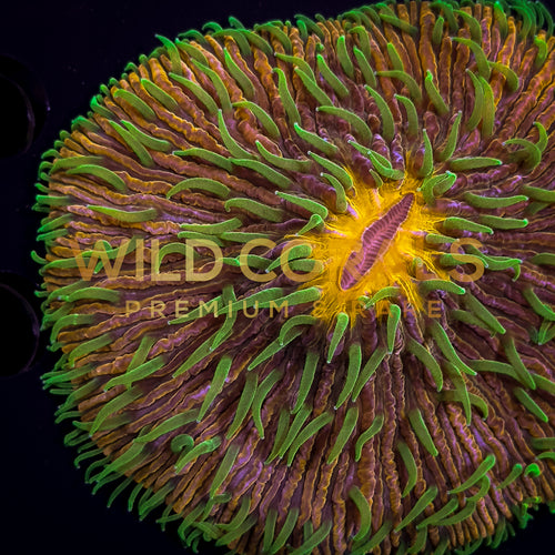 Ultra Purple Green Tips Fungia Coral - FG003