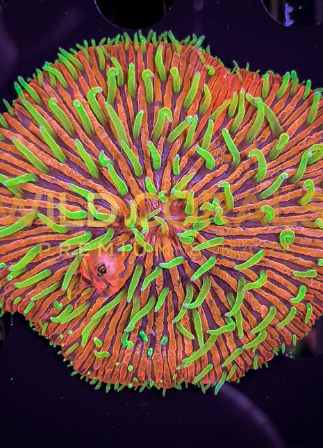 Ultra Purple Green Tip Fungia Coral - FG008