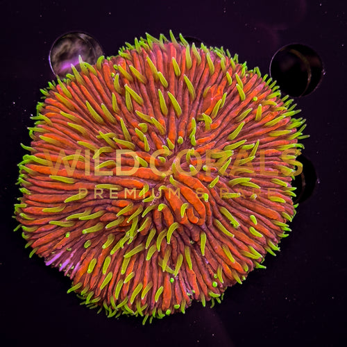 Ultra Purple Orange Tip Fungia Coral - FG010