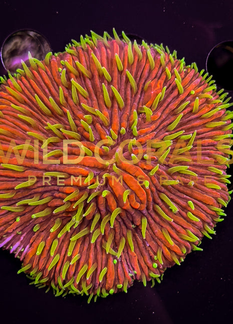 Ultra Purple Orange Tip Fungia Coral - FG010