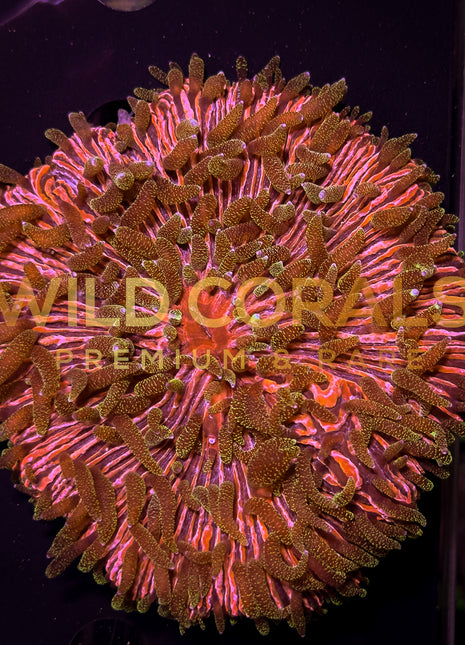 Ultra Purple Glitter Tip Fungia Coral - FG006