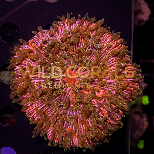 Ultra Purple Glitter Tip Fungia Coral - FG007