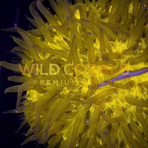 Ultra Bright Gold Fungia Coral - FG005