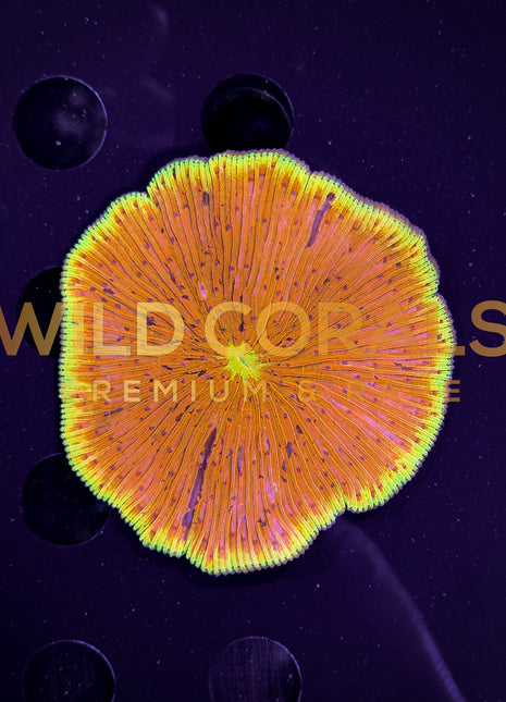 Ultra Orange Fungia Coral - FG004