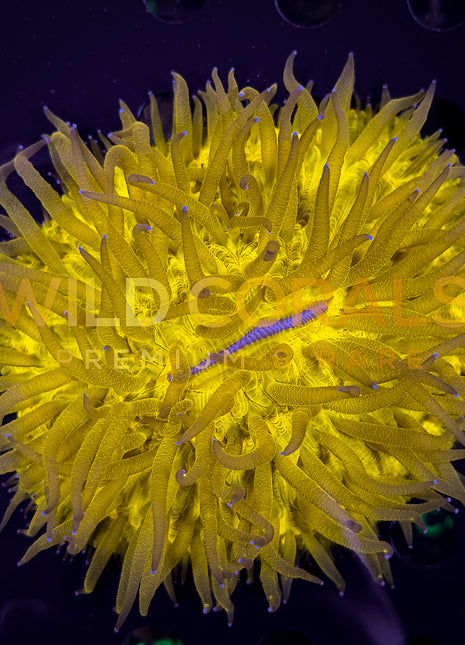 Ultra Bright Gold Fungia Coral - FG005