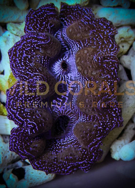 Tridacna Maxima 7cm Purple Blue - WildCorals