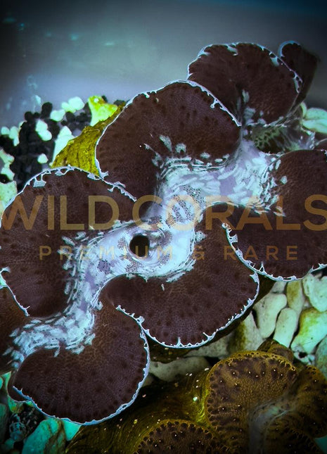 Tridacna Maxima 15cm Blue - WildCorals