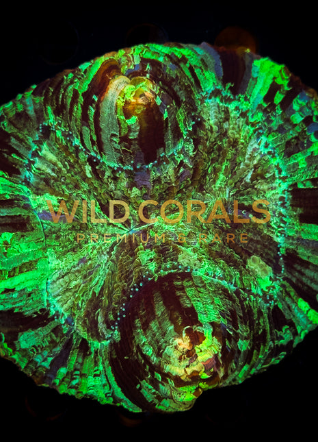 Trachyphyllia Coral - WC016 - WildCorals