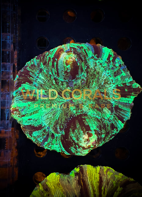 Trachyphyllia Coral - WC016 - WildCorals
