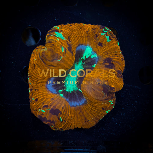 Trachyphyllia Coral - WC020 - WildCorals