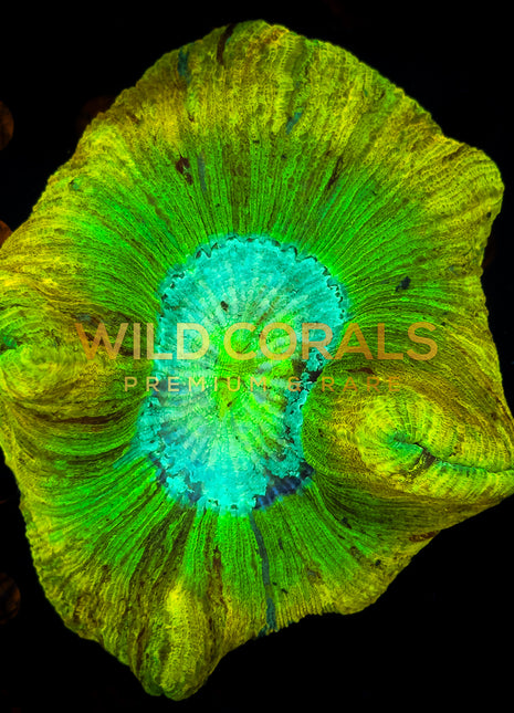 Trachyphyllia Coral (Yellow) - WC022 - WildCorals