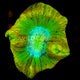 Trachyphyllia Coral (Yellow) - WC022 - WildCorals