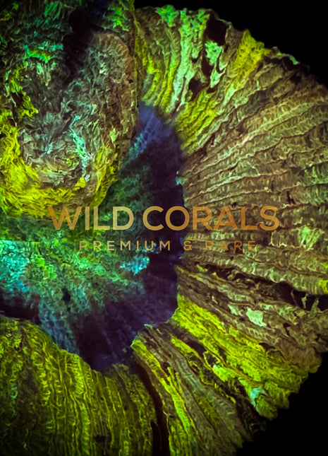 Trachyphyllia Coral - WC025 - WildCorals