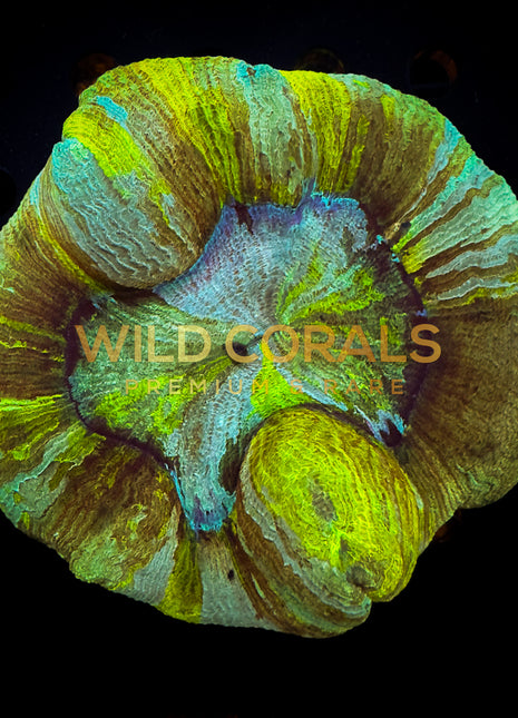 Trachyphyllia Coral (Yellow) - WC026 - WildCorals