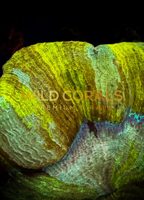 Trachyphyllia Coral (Yellow) - WC026 - WildCorals