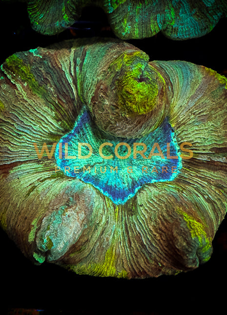 Trachyphyllia Coral - WC027 - WildCorals