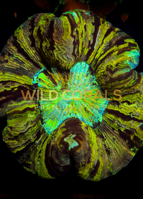 Trachyphyllia Coral - WC028 - WildCorals