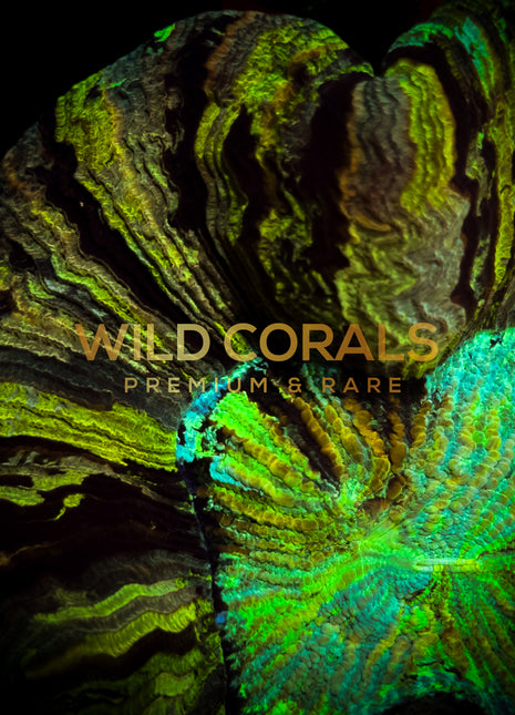 Trachyphyllia Coral - WC028 - WildCorals