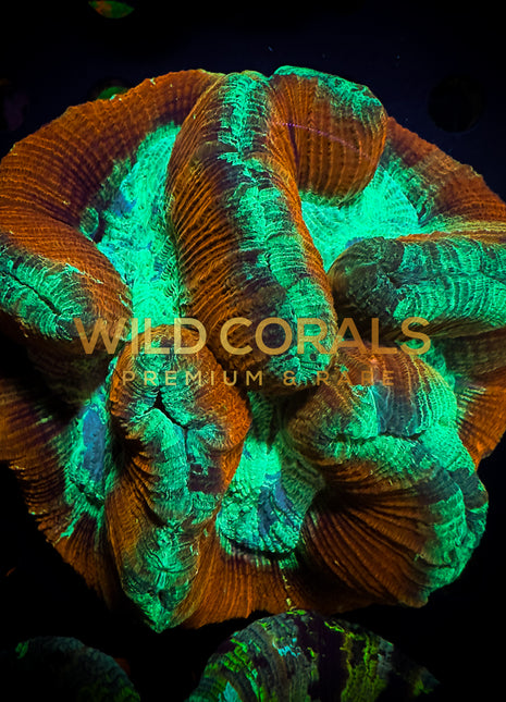 Trachyphyllia Coral - WC029 - WildCorals
