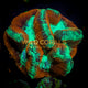 Trachyphyllia Coral - WC029 - WildCorals