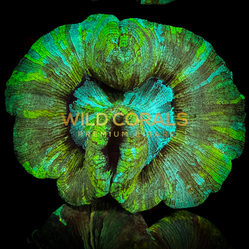 Trachyphyllia Coral - WC030 - WildCorals