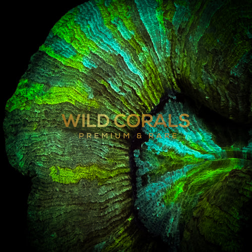 Trachyphyllia Coral - WC030 - WildCorals