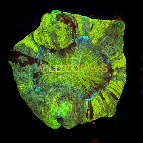 Trachyphyllia Coral - WC031 - WildCorals