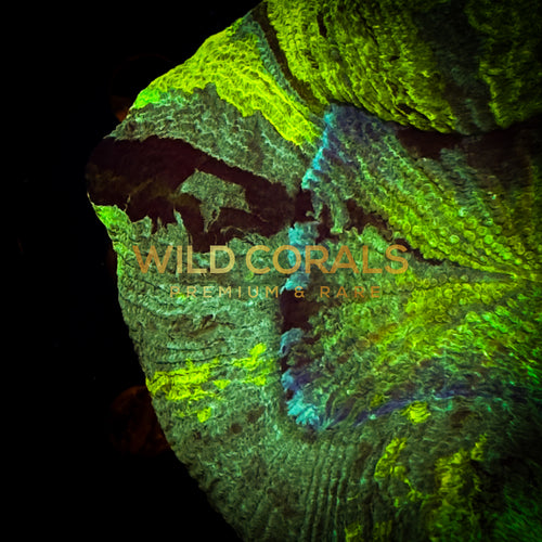 Trachyphyllia Coral - WC031 - WildCorals