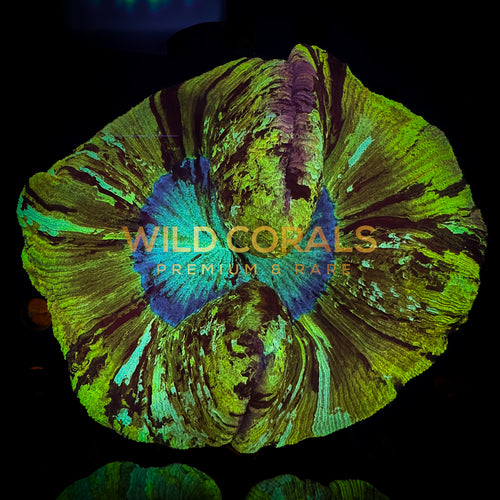 Trachyphyllia Coral - WC032 - WildCorals