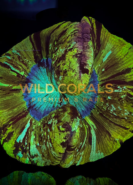 Trachyphyllia Coral - WC032 - WildCorals