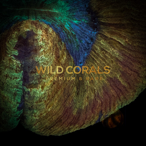 Trachyphyllia Coral - WC033 - WildCorals