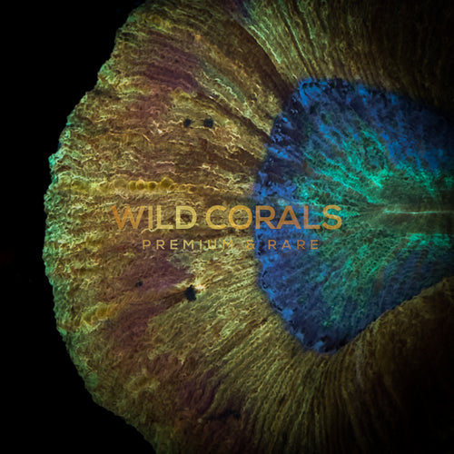 Trachyphyllia Coral - WC033 - WildCorals