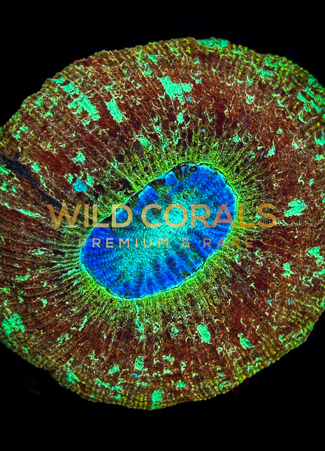 Trachyphyllia Coral - WC034 - WildCorals