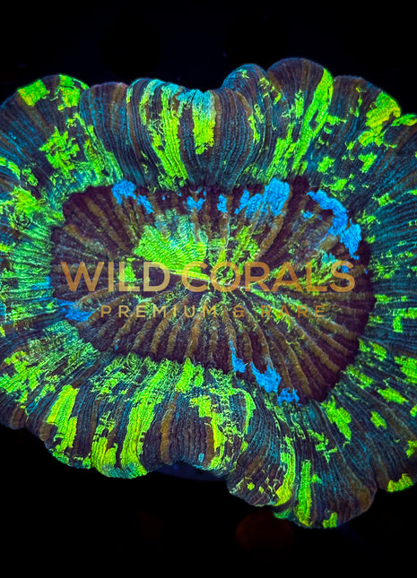 Trachyphyllia Coral - WC035 - WildCorals