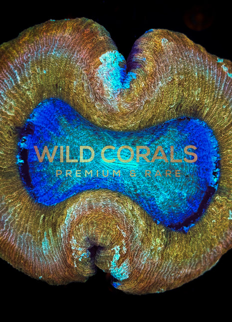 Trachyphyllia Coral - WC036 - WildCorals