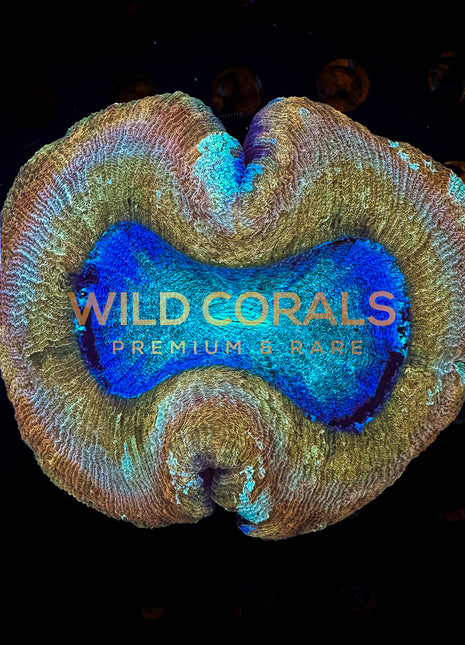 Trachyphyllia Coral - WC036 - WildCorals