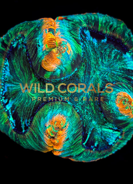 Trachyphyllia Coral - WC037 - WildCorals