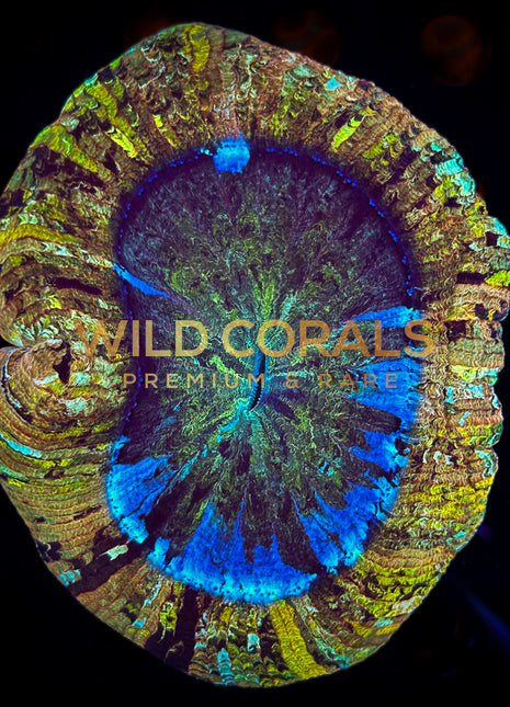 Trachyphyllia Coral - WC039 - WildCorals