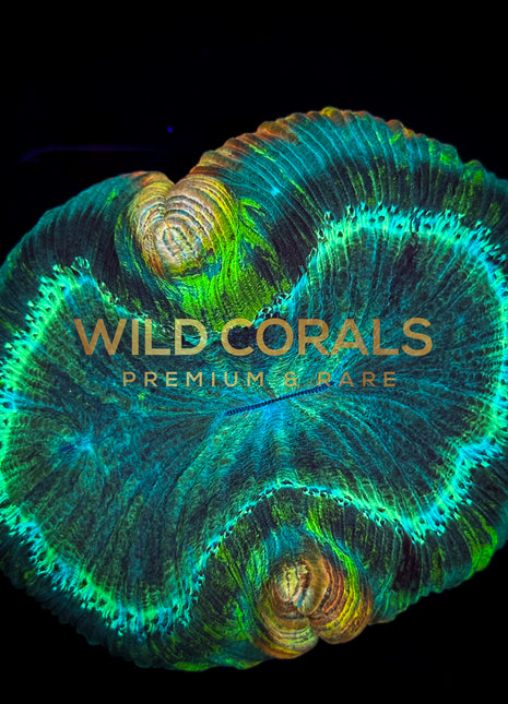 Trachyphyllia Coral - WC040 - WildCorals