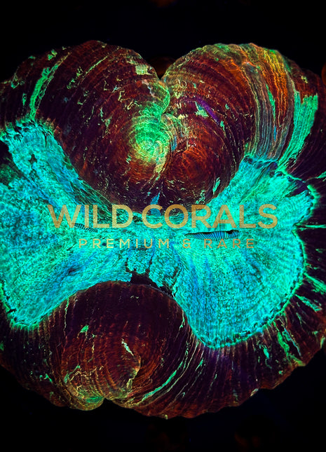 Trachyphyllia Coral - WC041 - WildCorals
